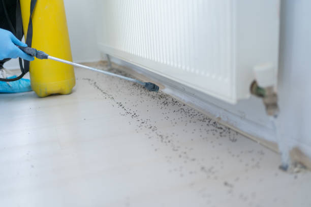 Best Ant Control Services  in Hoisington, KS